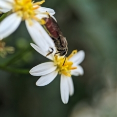 Lasioglossum (Parasphecodes) sp. (genus & subgenus) at ANBG - 31 Jan 2024 10:53 AM