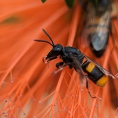 Hyleoides concinna (Wasp-mimic bee) at Acton, ACT - 30 Jan 2024 by Miranda
