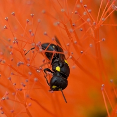 Hylaeus (Euprosopoides) rotundiceps (Hylaeine colletid bee) at ANBG - 30 Jan 2024 by Miranda