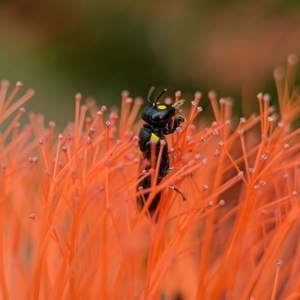 Hylaeus (Euprosopoides) rotundiceps at ANBG - 31 Jan 2024 10:57 AM