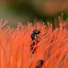 Hylaeus (Euprosopoides) rotundiceps at ANBG - 31 Jan 2024 10:57 AM