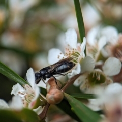 Euryglossa ephippiata (Saddleback Euryglossine Bee) at Acton, ACT - 31 Jan 2024 by Miranda