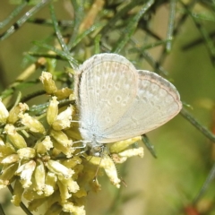 Zizina otis (Common Grass-Blue) at Black Mountain Peninsula (PEN) - 2 Feb 2024 by HelenCross