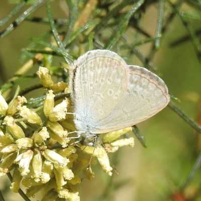 Zizina otis (Common Grass-Blue) at Black Mountain Peninsula (PEN) - 1 Feb 2024 by HelenCross