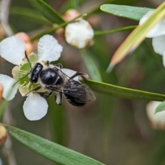 Leioproctus sp. (genus) (Plaster bee) at Acton, ACT - 31 Jan 2024 by Miranda