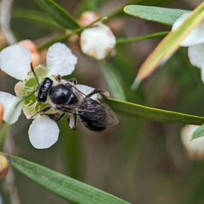 Leioproctus sp. (genus) (Plaster bee) at ANBG - 31 Jan 2024 by Miranda