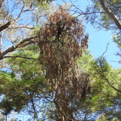 Amyema sp. (Mistletoe) at Black Mountain Peninsula (PEN) - 1 Feb 2024 by HelenCross