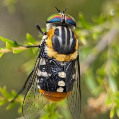 Scaptia (Scaptia) auriflua (A flower-feeding march fly) at Acton, ACT - 31 Jan 2024 by Miranda