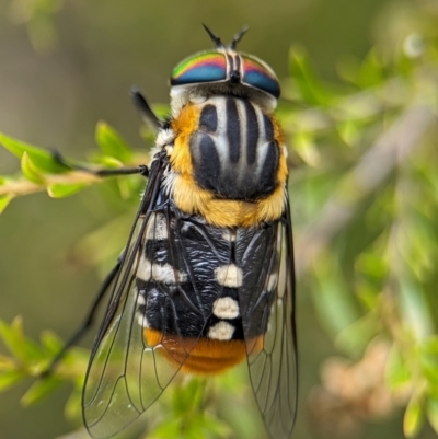 Scaptia (Scaptia) auriflua (A flower-feeding march fly) at ANBG - 31 Jan 2024 by Miranda