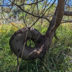 Acacia decurrens at Black Mountain Peninsula (PEN) - 2 Feb 2024