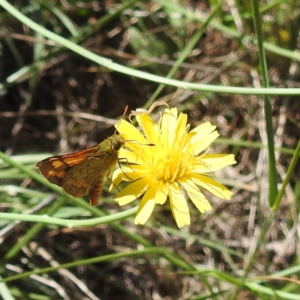 Ocybadistes walkeri at Black Mountain Peninsula (PEN) - 2 Feb 2024 10:17 AM