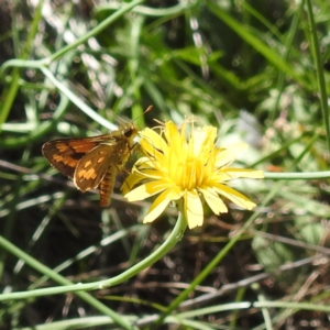 Ocybadistes walkeri at Black Mountain Peninsula (PEN) - 2 Feb 2024