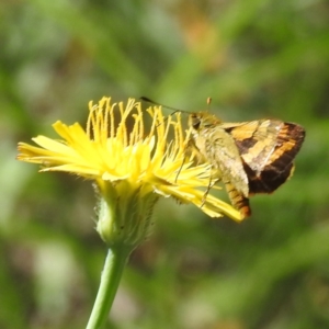 Ocybadistes walkeri at Black Mountain Peninsula (PEN) - 2 Feb 2024