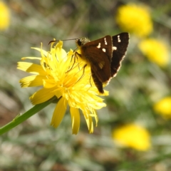 Dispar compacta (Barred Skipper) at Black Mountain Peninsula (PEN) - 1 Feb 2024 by HelenCross