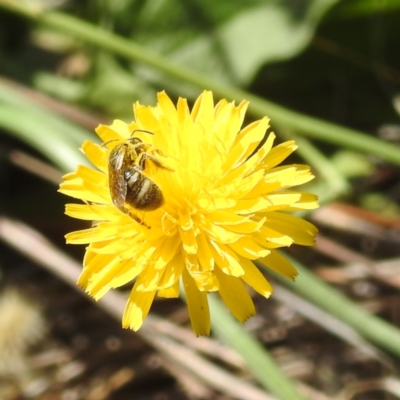 Lasioglossum (Chilalictus) lanarium (Halictid bee) at Black Mountain Peninsula (PEN) - 1 Feb 2024 by HelenCross