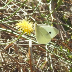 Pieris rapae (Cabbage White) at Acton, ACT - 1 Feb 2024 by HelenCross