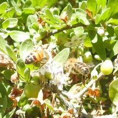 Apis mellifera (European honey bee) at Acton, ACT - 1 Feb 2024 by HelenCross