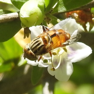 Eristalinus punctulatus at Black Mountain Peninsula (PEN) - 2 Feb 2024 10:33 AM