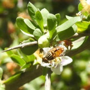 Eristalinus punctulatus at Black Mountain Peninsula (PEN) - 2 Feb 2024 10:33 AM