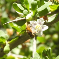 Eristalinus punctulatus at Black Mountain Peninsula (PEN) - 2 Feb 2024 10:33 AM