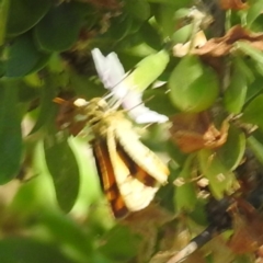 Ocybadistes walkeri at Black Mountain Peninsula (PEN) - 2 Feb 2024 10:34 AM