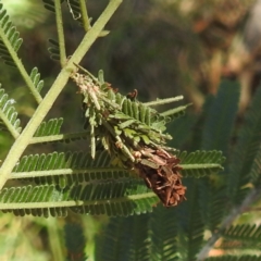 Lomera zophopepla at Black Mountain Peninsula (PEN) - 2 Feb 2024 by HelenCross