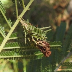 Lomera zophopepla at Black Mountain Peninsula (PEN) - 1 Feb 2024 by HelenCross