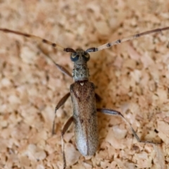 Unverified Longhorn beetle (Cerambycidae) by LisaH