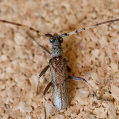 Unverified Longhorn beetle (Cerambycidae) at  - suppressed by LisaH