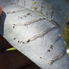 Aleyrodidae sp. (family) (Whitefly) at Acton, ACT - 1 Feb 2024 by HelenCross