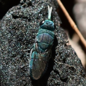 Chrysididae (family) at Moruya, NSW - suppressed