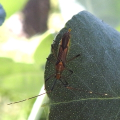 Rayieria acaciae (Acacia-spotting bug) at Black Mountain Peninsula (PEN) - 1 Feb 2024 by HelenCross