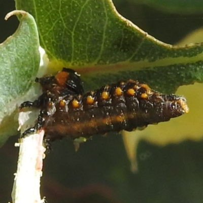 Paropsis (paropsine) genus-group (Unidentified 'paropsine' leaf beetle) at Black Mountain Peninsula (PEN) - 2 Feb 2024 by HelenCross