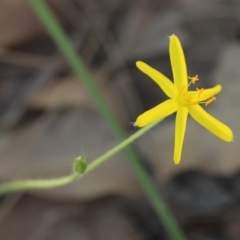 Hypoxis hygrometrica (Golden Weather-grass) at Moruya, NSW - 2 Feb 2024 by LisaH