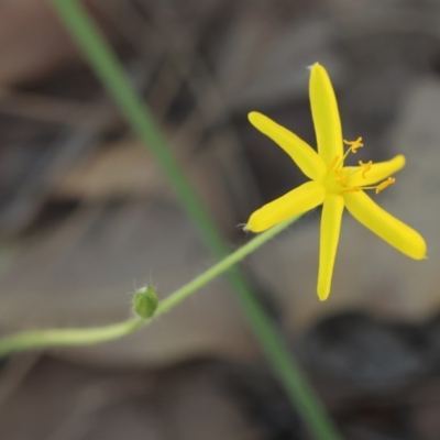 Hypoxis hygrometrica (Golden Weather-grass) at Moruya, NSW - 2 Feb 2024 by LisaH