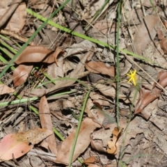 Hypoxis hygrometrica at Moruya, NSW - suppressed