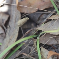 Hypoxis hygrometrica at Moruya, NSW - suppressed
