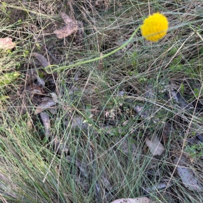 Craspedia aurantia var. jamesii (Large Alpine Buttons) at Namadgi National Park - 2 Feb 2024 by lbradley