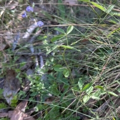 Glycine clandestina (Twining Glycine) at Namadgi National Park - 2 Feb 2024 by lbradley