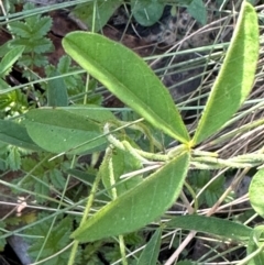 Glycine clandestina at Brindabella, ACT - 2 Feb 2024