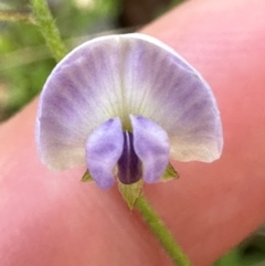 Glycine clandestina at Brindabella, ACT - 2 Feb 2024