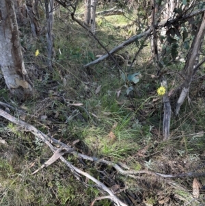 Microseris lanceolata at Brindabella, ACT - 2 Feb 2024