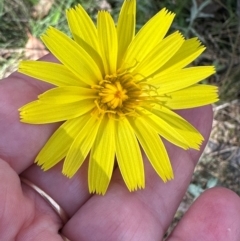 Microseris lanceolata at Brindabella, ACT - 2 Feb 2024