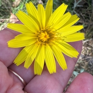 Microseris lanceolata at Brindabella, ACT - 2 Feb 2024