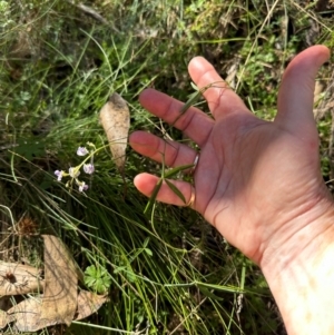 Glycine clandestina at Brindabella, ACT - 2 Feb 2024