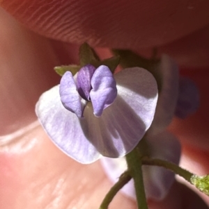 Glycine clandestina at Brindabella, ACT - 2 Feb 2024