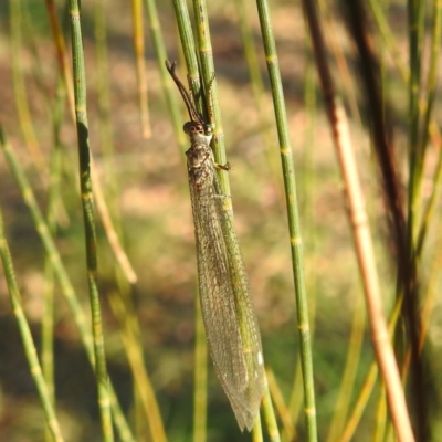 Myrmeleon acer (Myrmeleon Antlion Lacewing) at Kambah, ACT - 2 Feb 2024 by HelenCross