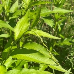 Persicaria hydropiper (Water Pepper) at QPRC LGA - 2 Feb 2024 by JaneR