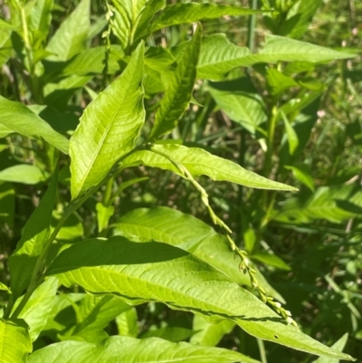 Persicaria hydropiper (Water Pepper) at Bendoura, NSW - 2 Feb 2024 by JaneR