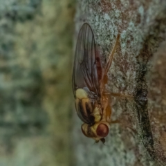 Chloropidae (family) (Frit fly) at Higgins, ACT - 29 Dec 2023 by Untidy